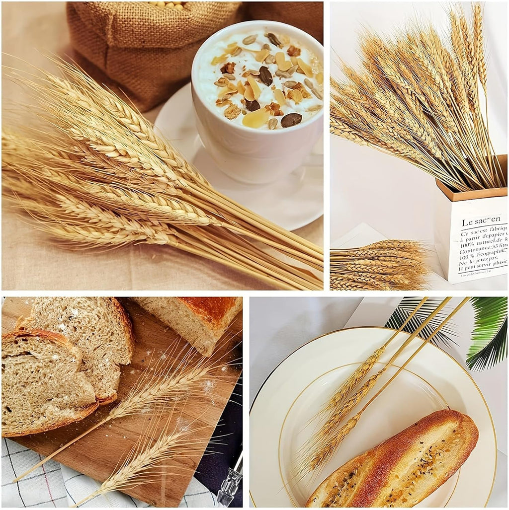 Natural Dried Wheat Flowers (100 Stems)