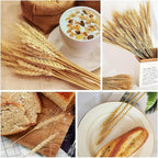 Natural Dried Wheat Flowers (100 Stems)